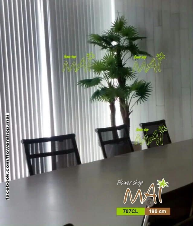 Cây cọ kiểng 707CL