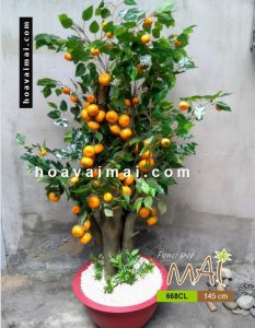 Cây quất 668CL