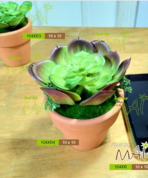 Lọ sen đá 104XR