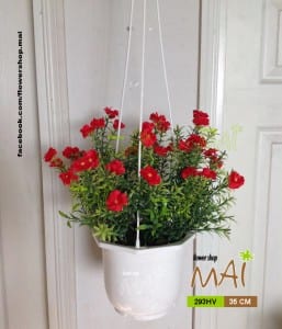 Hoa mười giờ treo 293HV