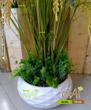 Chậu bông lúa 443HL