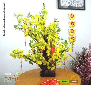 Mai Tết bonsai 444HL