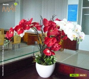 Lan hồ điệp 567T1