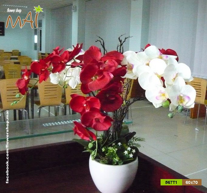 Lan hồ điệp 567T1 - Ảnh 2