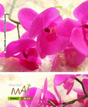 Lan hồ điệp 509HC2