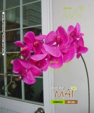 Lan hồ điệp 509HC2