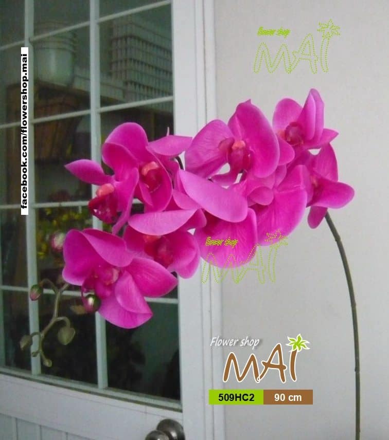 Lan hồ điệp 509HC2