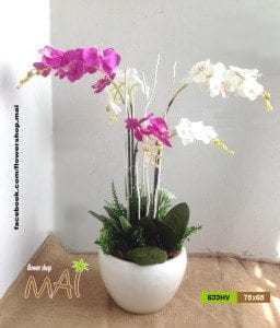 Chậu lan hồ điệp 633HV
