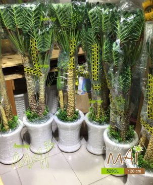 Cây gạc nai 529CL