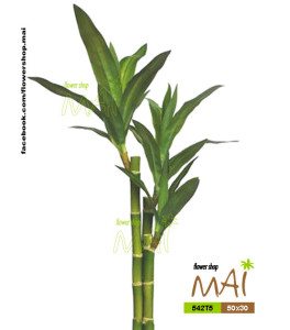 Cây Phát lộc 542T5