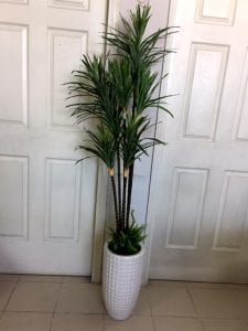 Cây đại lộc 543CL