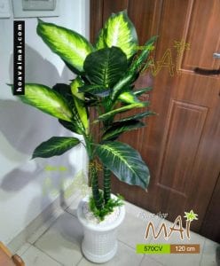 Vạn niên thanh 570CV