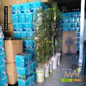 Trúc quân tử 572CL