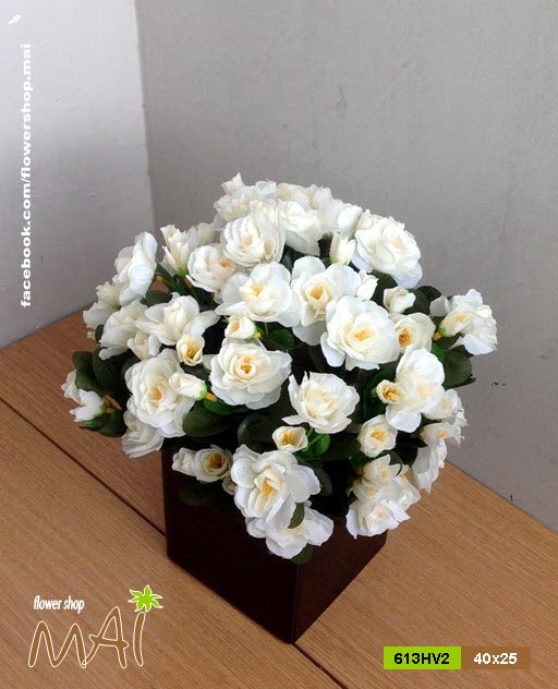 Đỗ quyên 613HV