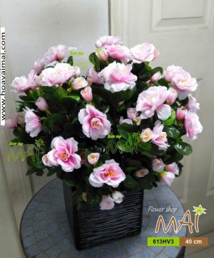 Chậu đỗ quyên 613HV3