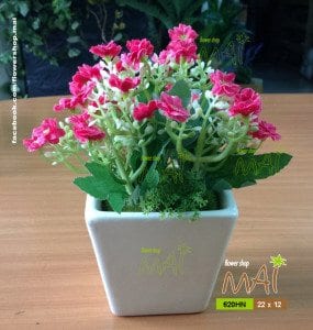 Thạch thảo 620HN