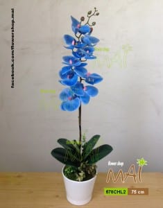 Chậu hồ điệp 678CHL2