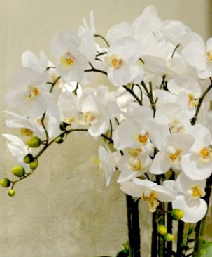 Lan hồ điệp trắng