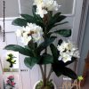Cây hoa đại hay hoa sứ trắng giả 162CL3