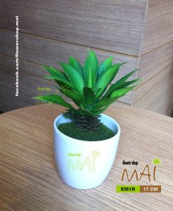 Lọ cây nhỏ 535XR