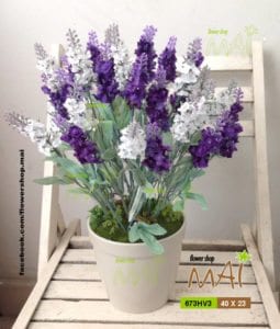 Chậu Lavender 673HV3