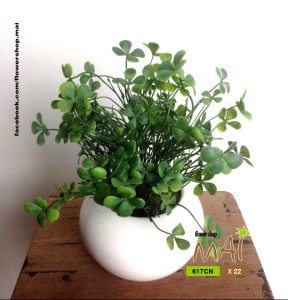Cỏ bốn lá 617CN