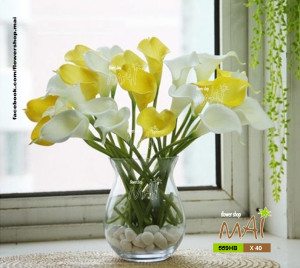559HB - Calla cắm bình