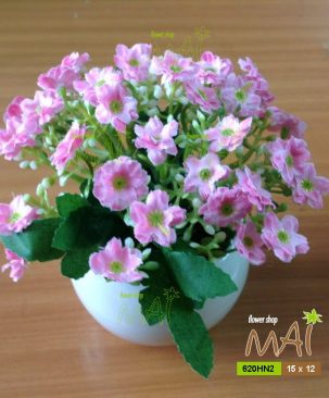 Thạch thảo 620HN2