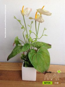 Chậu hoa lá 627CN