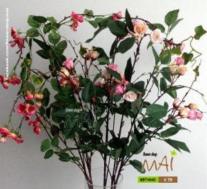 Hồng tỉ muội 657HHC