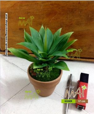 Lọ cây nhỏ 535XR