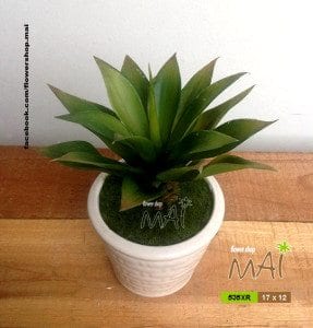 Lọ cây nhỏ 535XR