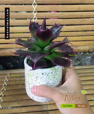 Lọ cây nhỏ 537XR