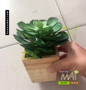 Sen đá lớn 541XR - Lọ gỗ cao 14cm