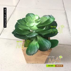 Sen đá lớn 541XR - Lọ gỗ cao 14cm