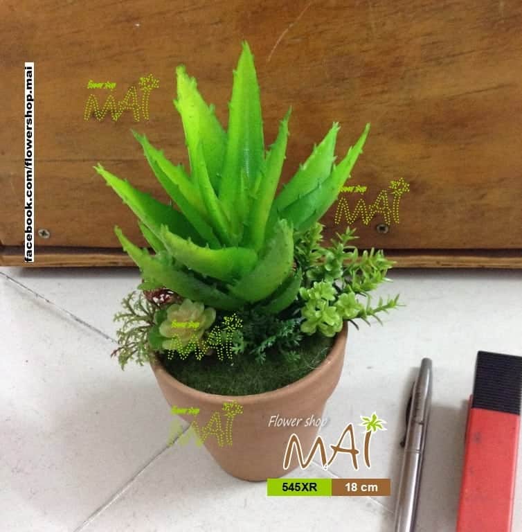 Lọ cây nhỏ 545XR