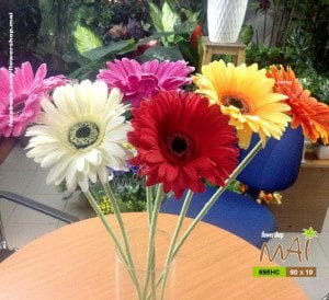 Cành hoa cúc đồng tiền vải Thái Lan 695HC