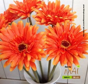 Hoa đồng tiền 696HC