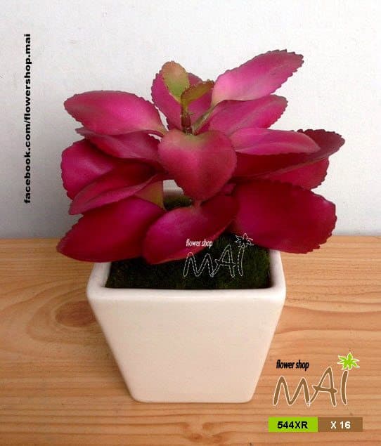 Lọ cây nhỏ 544XR