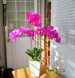 Lan hồ điệp 658CHL