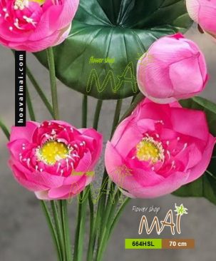 Bụi sen Thái 664HSL