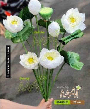 Bụi sen Thái 664HSL2