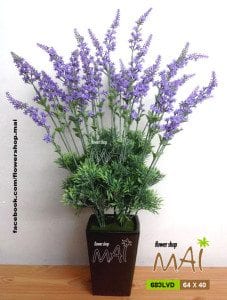 Chậu Lavender 683LVD
