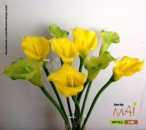 Calla 697HL3