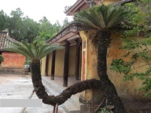 Cây thiên tuế trong tự nhiên