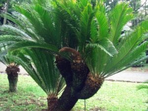 Cây thiên tuế thật trong tự nhiên