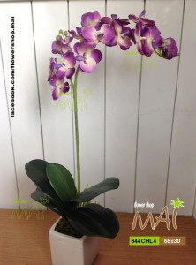 Lan hồ điệp 644CHL4