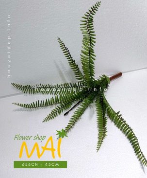 Bụi dương xỉ riêng lẻ 656CN