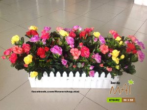Hàng rào đỗ quyên 678HR2