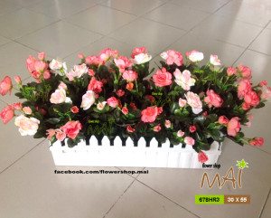 Hàng rào đỗ quyên 678HR3